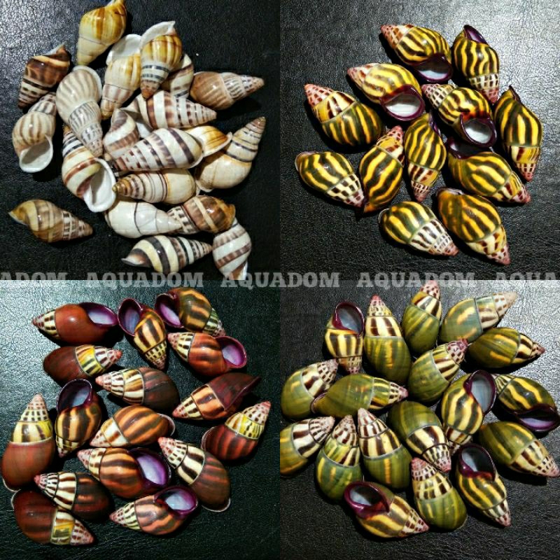 CAMAENIDAE TERRESTRIAL CANGKANG SIPUT KEONG DARAT