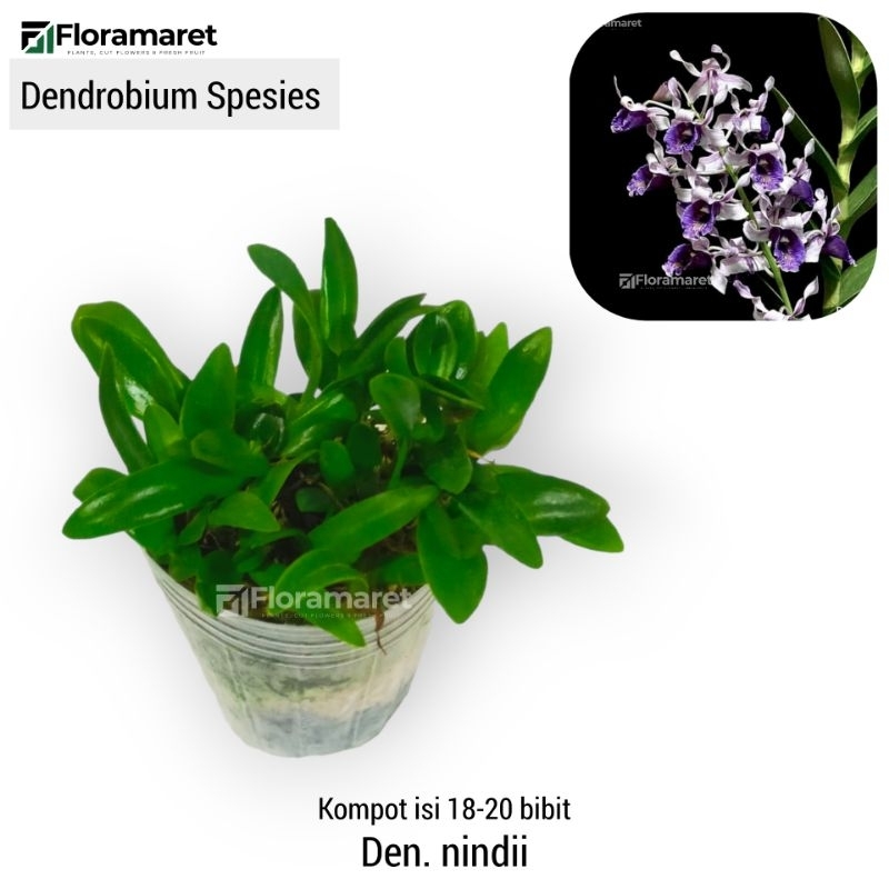 Anggrek Dendrobium Nindii Kompot Spesies