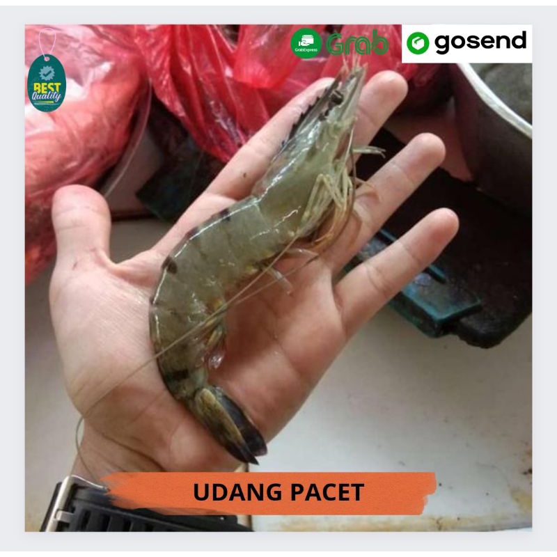 

Udang Pacet Segar - 1000gr