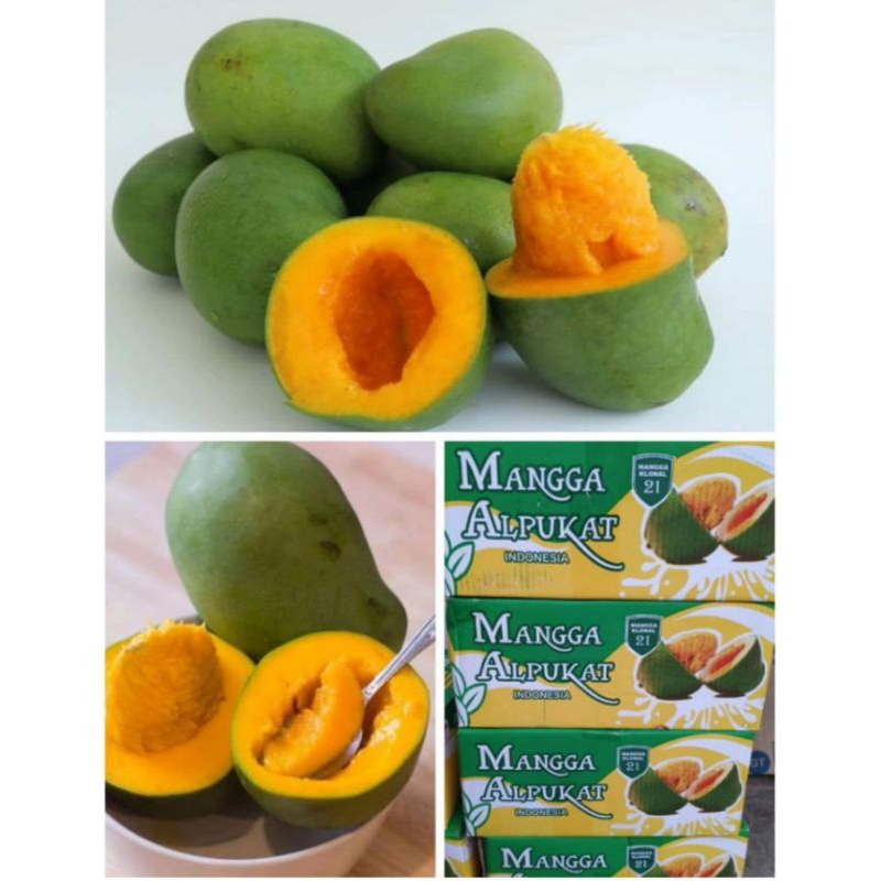 

MANGGA ALPUKAT HARGA UNTUK SATU DUS