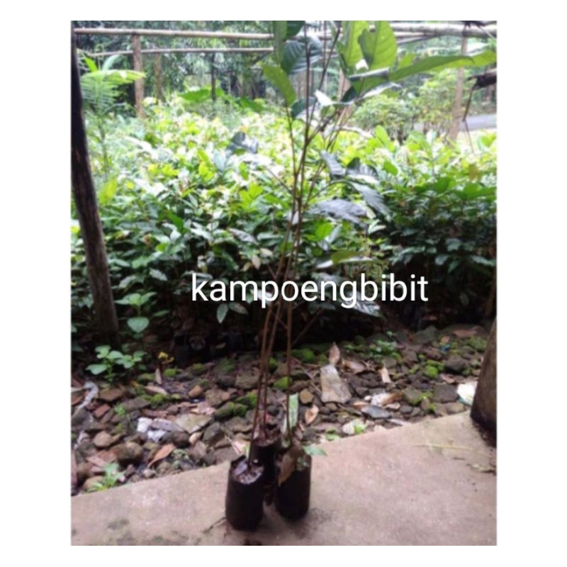 Bibit rambutan sedling unggul