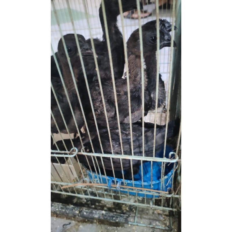 ayam cemani usia 2-3 bulanan