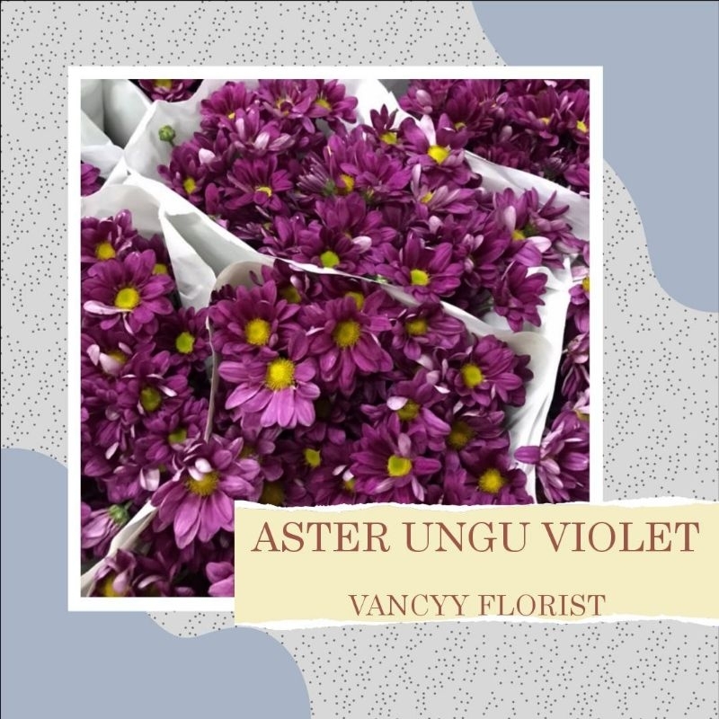 Bunga Aster Ungu Violet / Bunga Aster Fresh / Bunga Potong / Bunga Aster Vancyy Florist / Bunga Aste