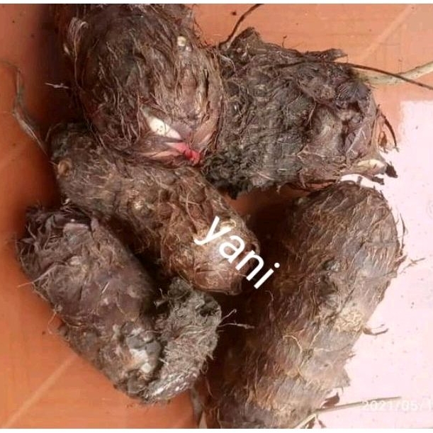 

Umbi talas gajah pilihan berkualitas 1kg