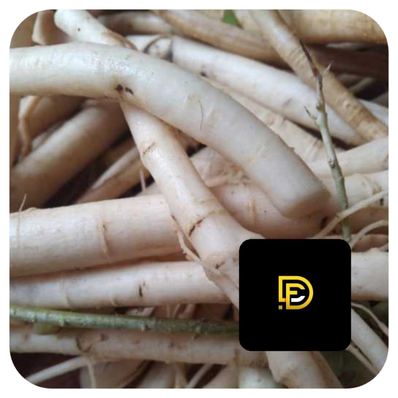 

Akar pepaya gantung akar pohon pepaya gantung segar 500 gram-az