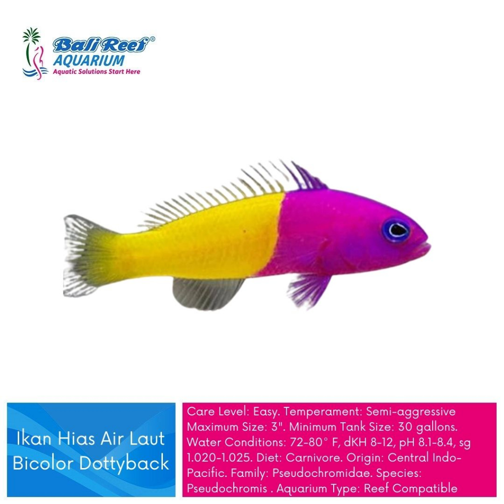 Ikan Hias Air Laut Bicolor Dotyback Ikan Cantik Hiasan Aquarium