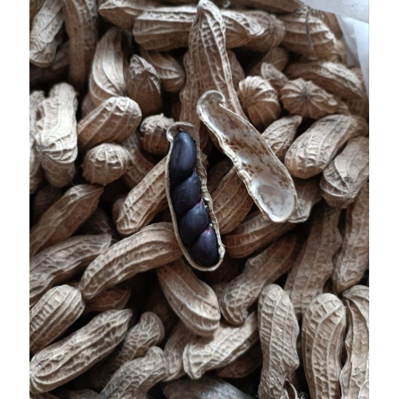 TOP Kacang Ungu Sangrai Kawangkoan Asli Manado Halal 200gr