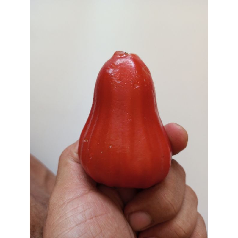 

buah jambu citra merah /kg