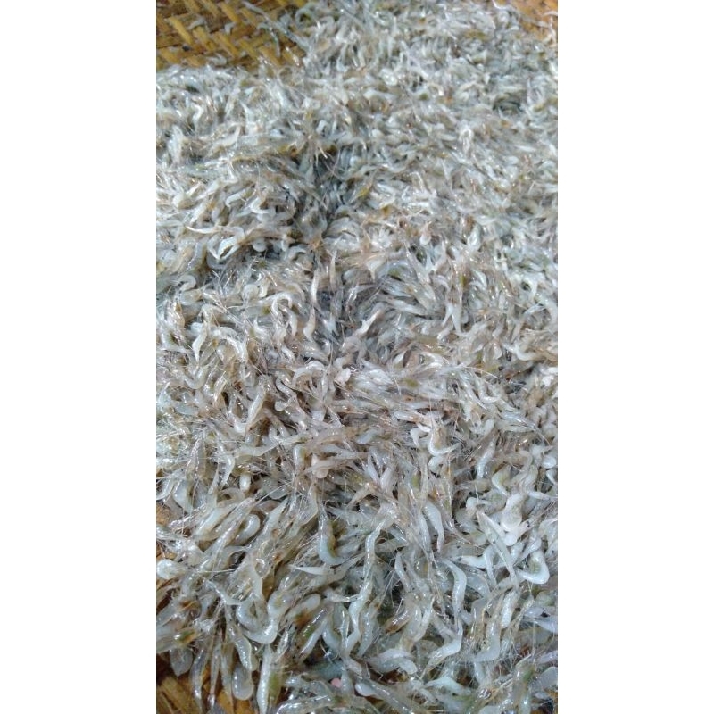 udang rawa/udang sawah/udang beku