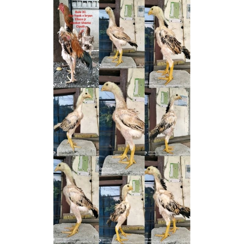 telur ayam shamo japan original