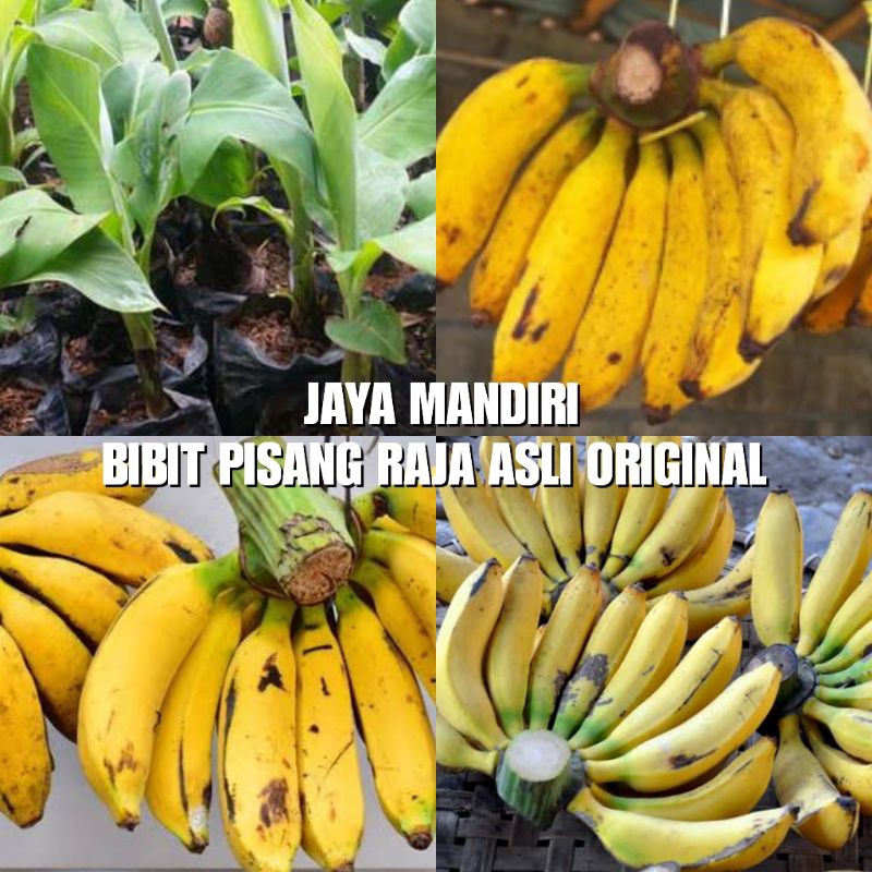 BIBIT PISANG RAJA SUPER