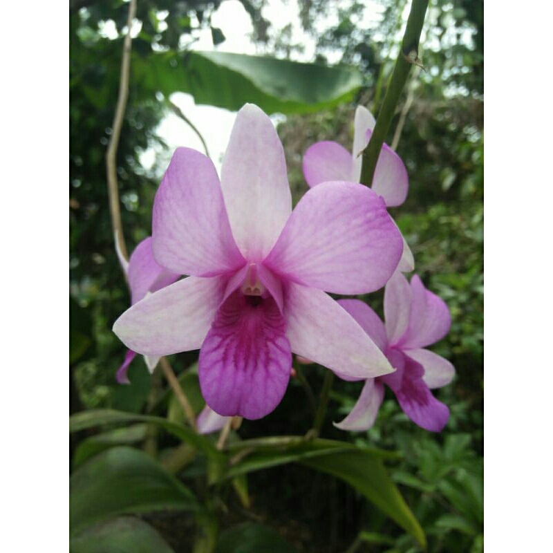 anggrek dendrobium mentangai