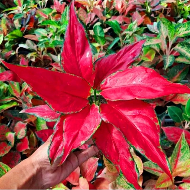 Aglonema Ruby Garuda mutasi (Tanaman hias aglaonema Rubi Garuda merah merona) - tanaman hias hidup -