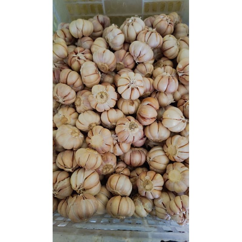 

Bawang Putih