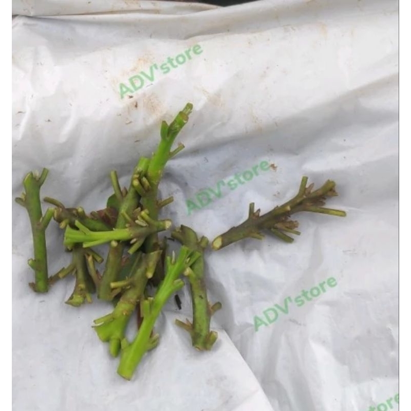 ENTRES alpukat miki dan mentega untuk belajar okulasi atau kebutuhan produksi valid sudah berbuah