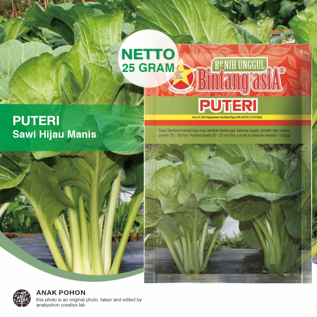 (1 PACK) Benih Sawi Hijau PUTERI Caisim Sawi Bakso Seeds - Bintang Asia - 25 GRAM