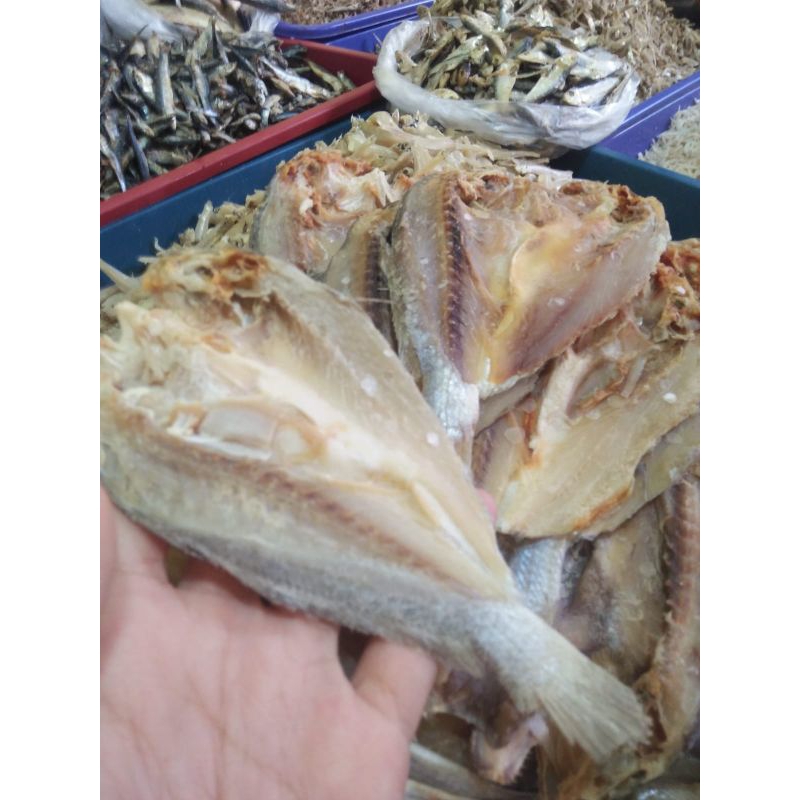 

ikan asin samge ikan asin kepala batu model belah kualitas super