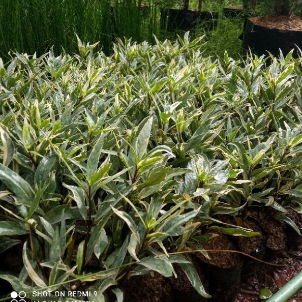 tanaman hias gandarusa bunga putih - tanaman hias rawelia varigata