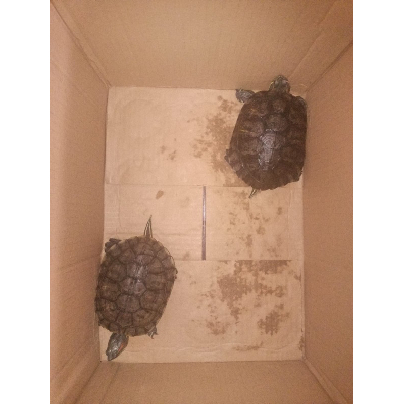 

BRAZIL REMAJA UKURAN 10-12cm MURAH MERIAH JOSSS GANDOSS GARANSI