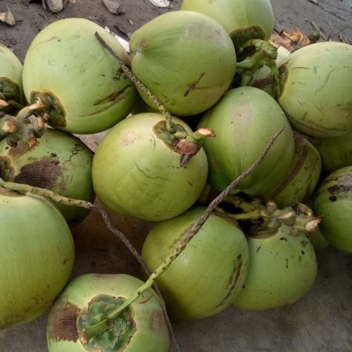 

kelapa muda biasa / degan 1pcs