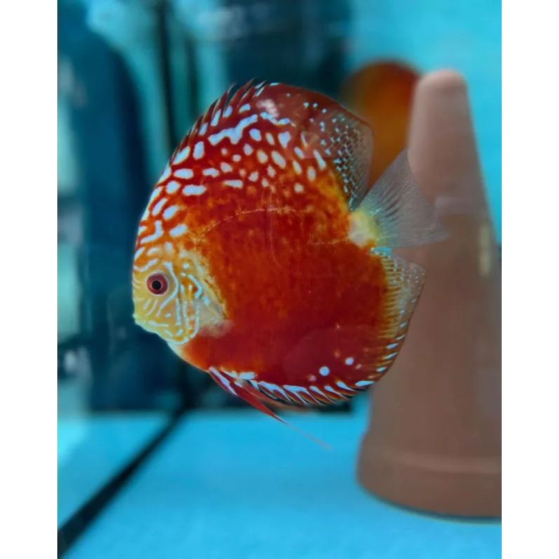 Discus Red  Raflesia Ukuran 2 cm