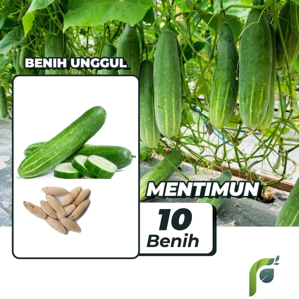 Benih Bibit Timun Mentimun 10 Benih Dua Ribuan PG KDR