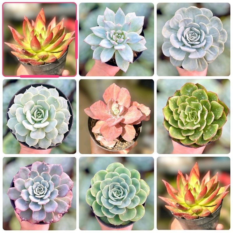 Sukulen Echeveria Premium Murah