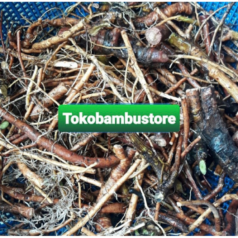 

Akar daun putri malu akar putri malu segar 400 gram-az