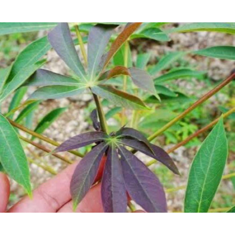 

Daun singkong sapi kuru daun singkong racun 500 gram segar-az