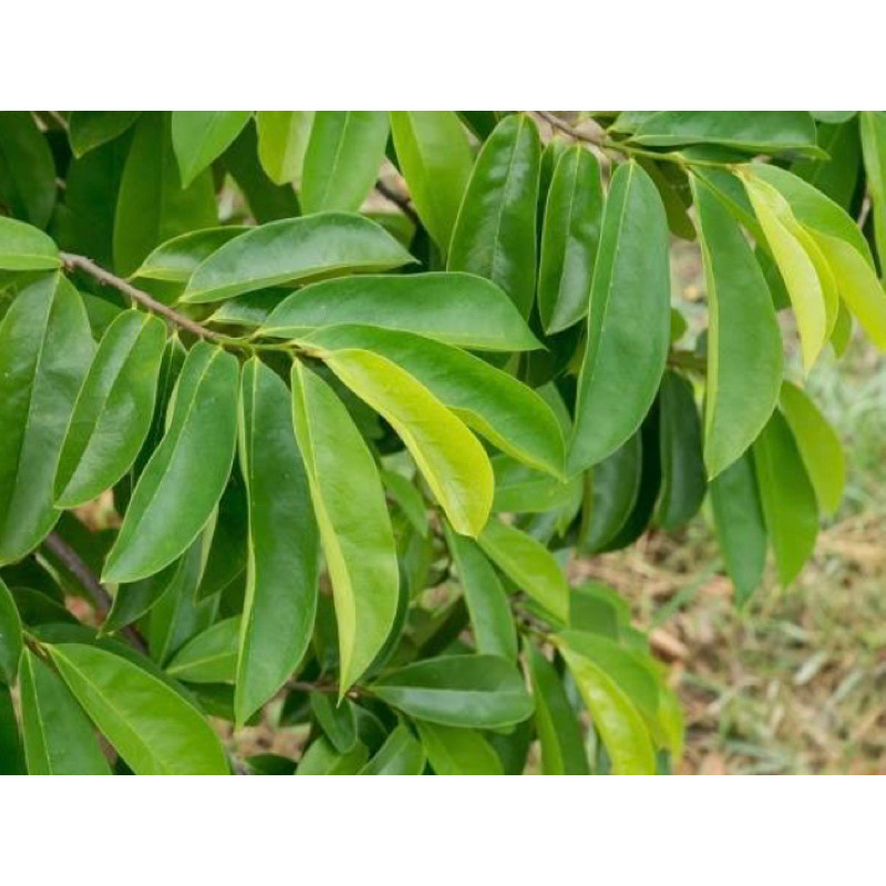 

Daun sirsak segar petik langsung 500 gram-az