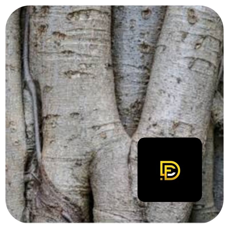 

Kulit pohon beringin segar fresh 1 kg-az