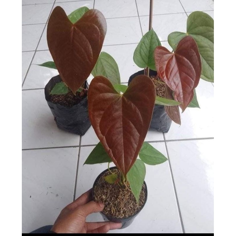 anthurium.modeanum