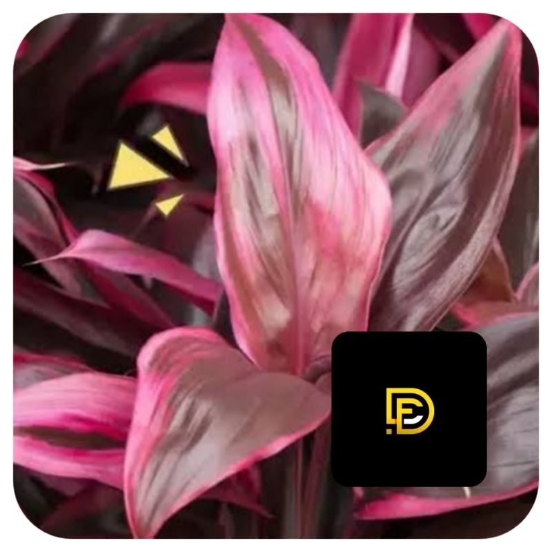 

Daun andong merah daun hanjuang merah segar 30 lembar-az