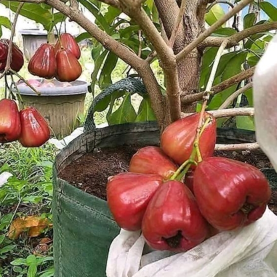 Bibit jambu air dalhari siap berbuah