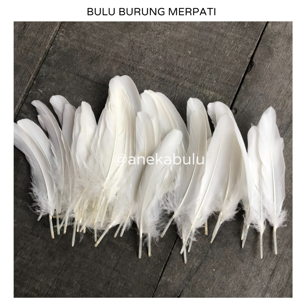BULU BURUNG MERPATI WARNA PUTIH HITAM - JUAL BULU BURUNG MERPATI UKURAN PENDEK BISA UNTUK AKSESORIS 