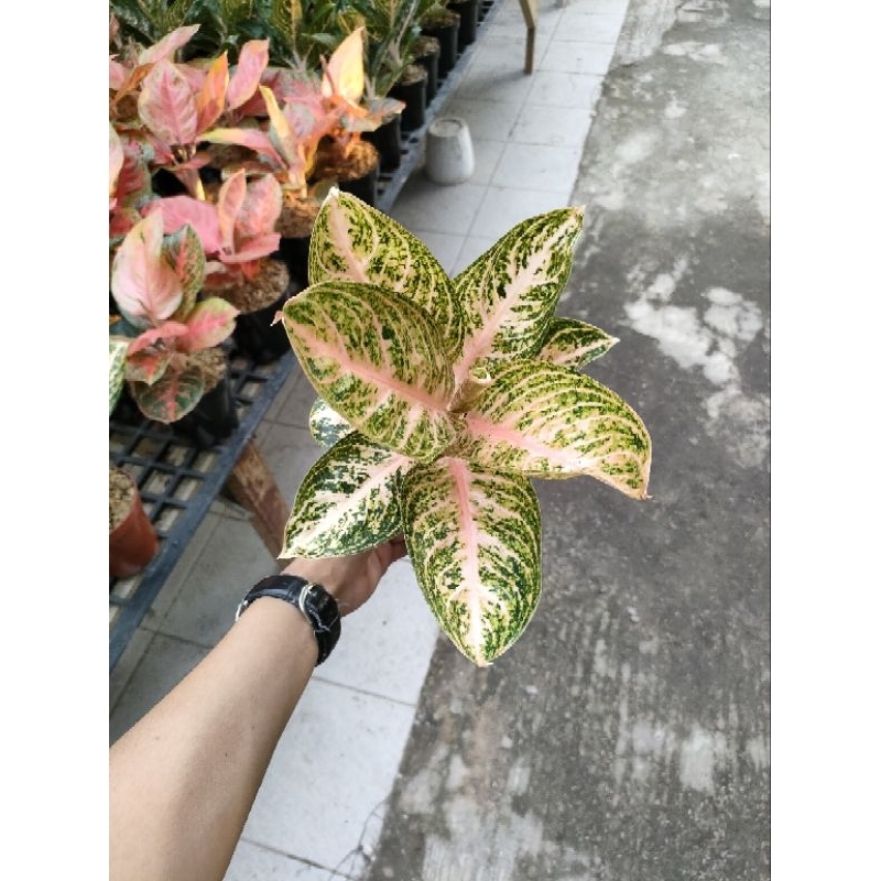 Aglonema Widuri orange