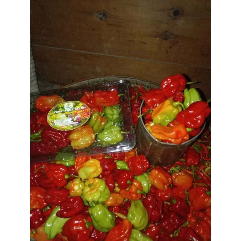 

cabe katokkon/lippak2 segar