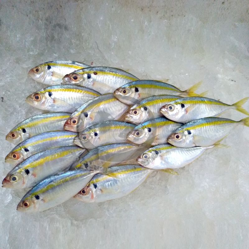 

Ikan Selar segar 1 kg