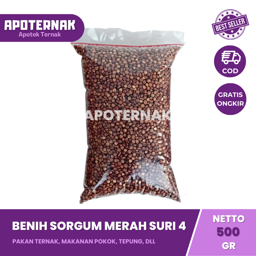 BENIH SORGUM MERAH SURI 4 | Bibit Sorgum 500 Gram | Suri 4 Sorgum Merah