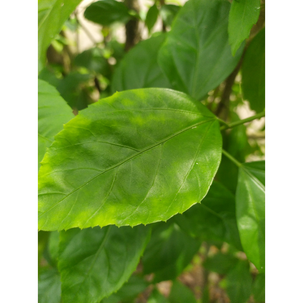 

DAAAAAAAAUN bunga sepAAAAAatru / WORA WARI BANG.,M