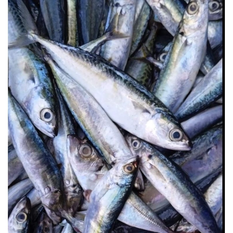 

IKAN LAYANG KECIL 500g DAN 1 Kg