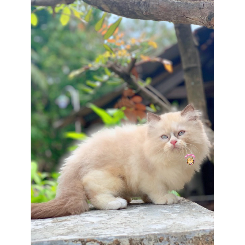 RAGDOLL MALE SIMETRIS A