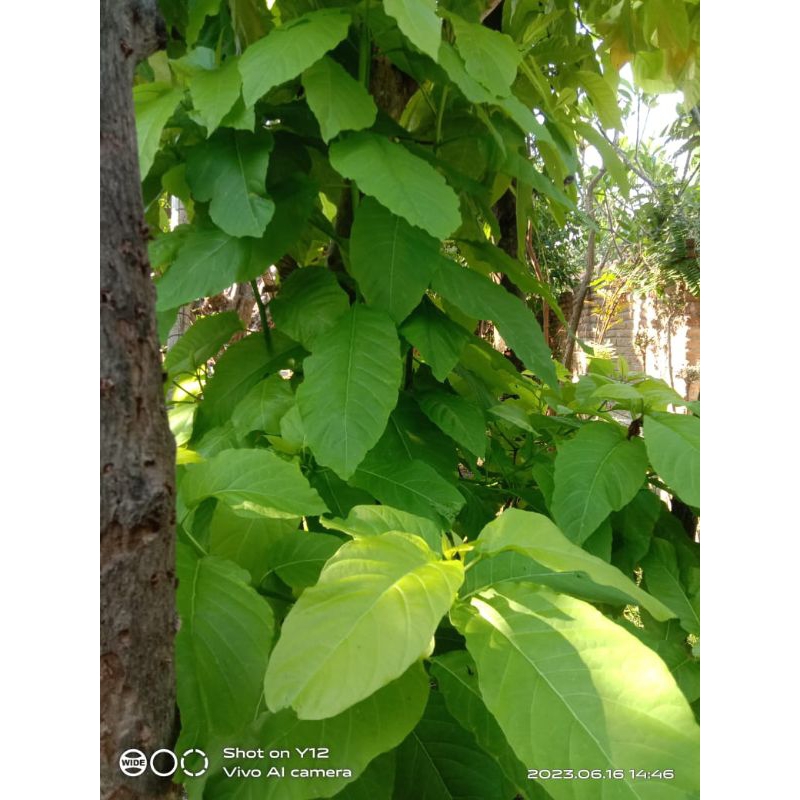 bibit tanaman  kol banda 1 m up