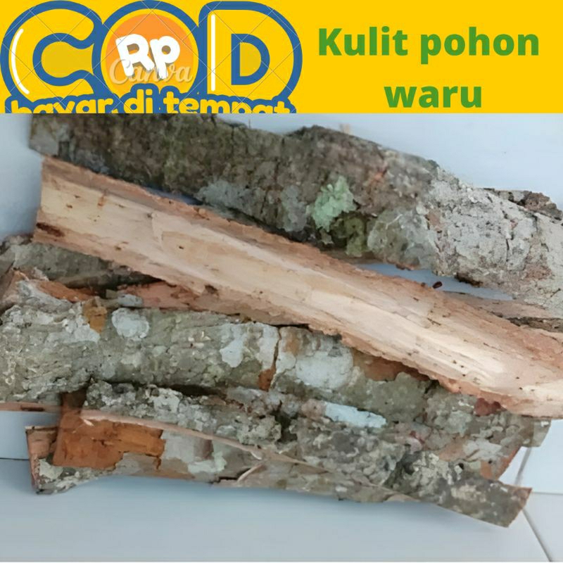 

Kulit pohon waru segar diambil saat di pesan 100 gram