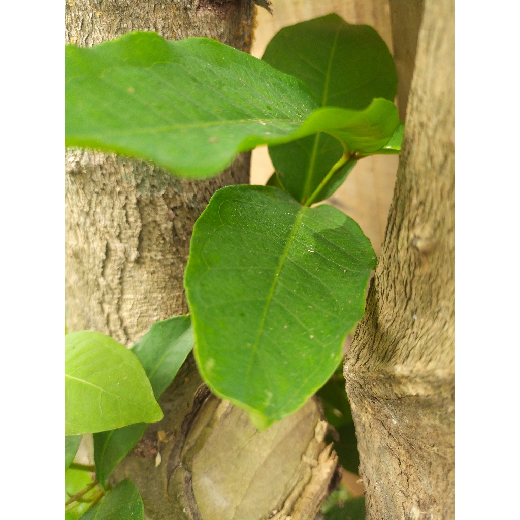 

DAUN JAMMMMBBBBU AIIIIIIRRRR