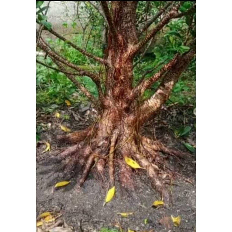 bahan bonsai kimeng jumbo,ekonomis .