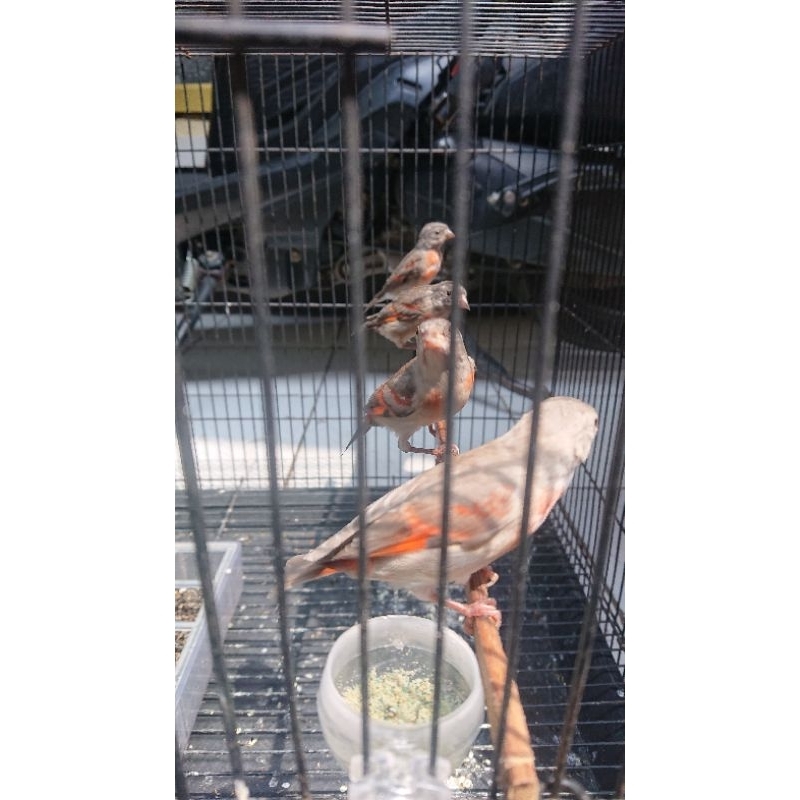 red siskin betina siap bred