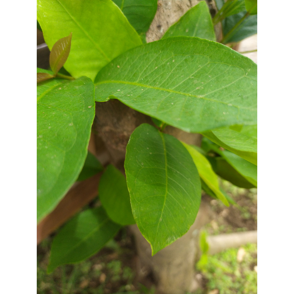 

DAUN JAMBU AIRR'/'['[]'