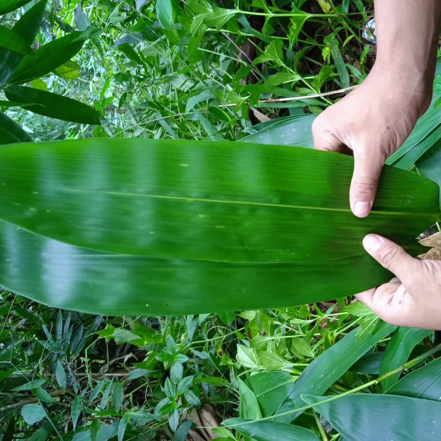 

DAUNNNNNN BAMMMMMBU daun daun bambu;';\\\[][