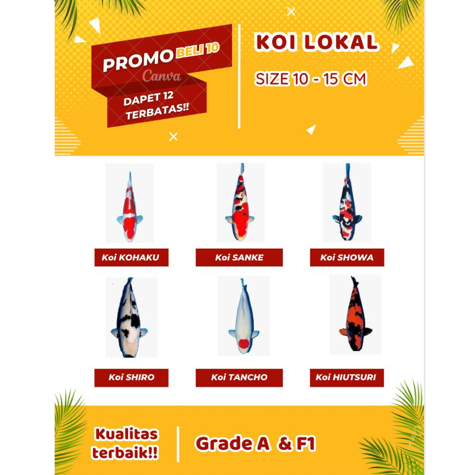 BIBIT KOI  BERKUALITAS GRADE A UKURAN 10-15 CM